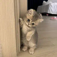 شهر گربه های پشمالو (پرشین اسکاتیش بریتیش رگدال)|گربه|ساری, |دیوار