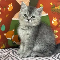 فروش گربه اسکاتیش بریتیش