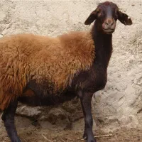 کود گوسفندی پوسیده