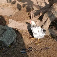 فروش خروس پنج ماهه|حیوانات مزرعه|املش, |دیوار