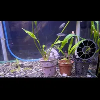 سیچلاید کریبنسیس گیاهخوار و کفخوار