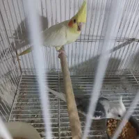 دو جفت عروس هلندی لوتینو و البینو به همراه جوجه