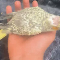 عروس هلندی سخن گو همراه با جوجه|پرنده|آشخانه, |دیوار