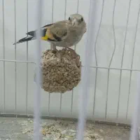 پرنده سهره