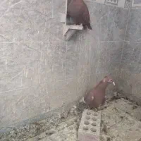 گلی وزاغ ریشی|پرنده|زرند, |دیوار