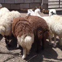 تعدادی بره پرواری