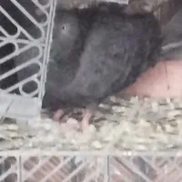 کفتر|پرنده|میناب, |دیوار