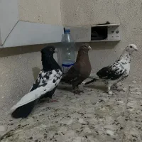 ۳تا گرفتنی پرشی خوب