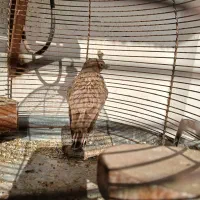 سهره خاکی بخون ودهندار