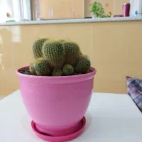 نخل ماداگاسکار