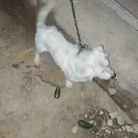 یک سگ پاکوتاه