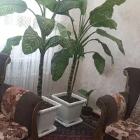 دیفن|گل و گیاه طبیعی|اردبیل, |دیوار