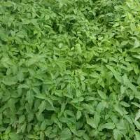 نشا گوجه فرنگی بادمجان فلفل  وگل و نهال