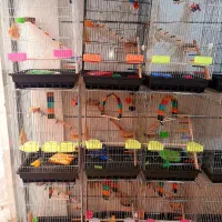 انواع قفس|لوازم جانبی حیوانات|تهران, شهرک ابوذر|دیوار