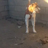 سگ گله|سگ|تربت‌حیدریه, فرمانداری|دیوار