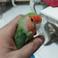 طوطی بریزلی ماده فروشی|پرنده|کرج, احدآباد|دیوار