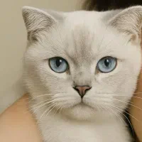 گربه نر برای جفتگیری