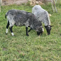 رومانف اصل و خالص