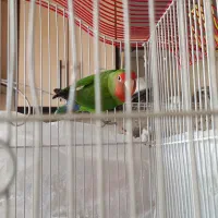 یک جفت عروس لوتینو|پرنده|قائم‌شهر, |دیوار