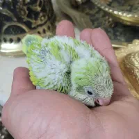 راهب پسته ای سرلاکی|پرنده|اصفهان, آزادان|دیوار