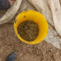 ذرت علوفه فروشی