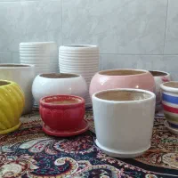 گلدان|گل و گیاه طبیعی|شیراز, شهرک کوشکک|دیوار