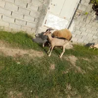 بز آلپاین نر|حیوانات مزرعه|گرگان, |دیوار