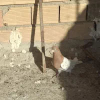 کله زرد|پرنده|بندر ماهشهر, |دیوار