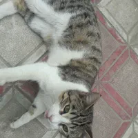 گربه بیماری که گمشده است..