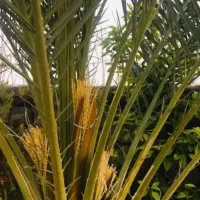 خدمات تخصصی نخل خرما در جیرفت