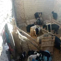 گوسفند. میش. بز. بره. کهره|حیوانات مزرعه|درودزن, |دیوار