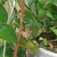 فروش سیم کارت کد ۲