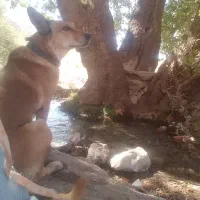 سگم گمشده|حیوانات|کرمان, |دیوار