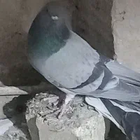 نر‌فیروزه‌ای‌پاک|پرنده|اصفهان, باتون|دیوار