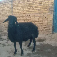 قوچ هترو دو دندان|حیوانات مزرعه|سلطانیه, |دیوار