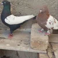 کبوتر طوقی سینه سیاه وسرخ مرغ و خروس|پرنده|ابریشم, |دیوار