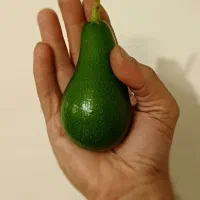 آووکادو بابل