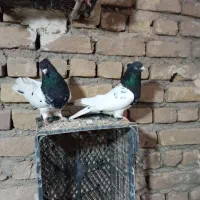 کله اوقون سیاه مشکی سبز الماسی اجری300