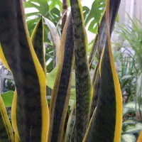 راهنمایی داوطلبانه گلهایی آپارتمانی وطبیعی