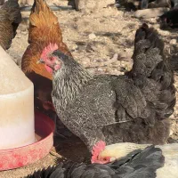 فروش تعدادی مرغ تخمگذار درجه۱|حیوانات مزرعه|بوکان, |دیوار