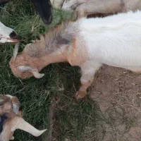 کهره و بره و بز نزار و گوسفند|حیوانات مزرعه|بندرعباس, |دیوار