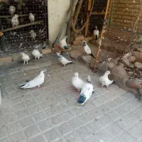 کفتر پرشی|پرنده|تهران, اقدسیه|دیوار