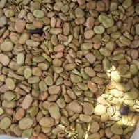 باقلا خشک|خوردنی و آشامیدنی|مشگین شهر, |دیوار