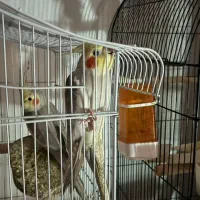 فروش عروس هلندی