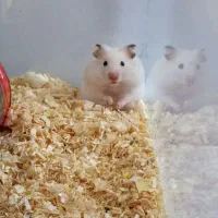 یک همستر ماده با سابقه زایمان دستی