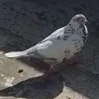 کبوتر