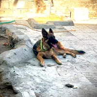 ماده ژرمن کلاس a جفت خورده