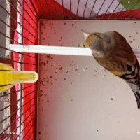 جوجه سهره قناری|پرنده|کرمانشاه, |دیوار