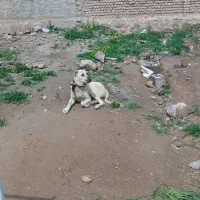 واگذاری حیوان