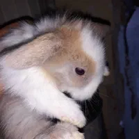 بچه خرگوش لوپ|موش و خرگوش|بندرعباس, |دیوار